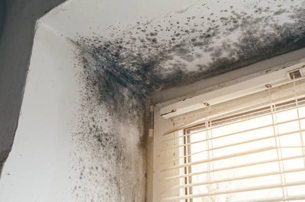 Affordable Mold Remediation solutions in Jamestown, NY